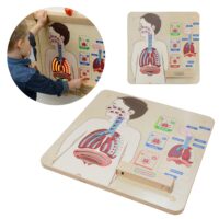 Montessori kvėpavimo sistemos edukacinė lenta