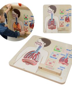 Montessori kvėpavimo sistemos edukacinė lenta