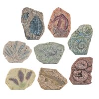 Edukacinis paleontologijos kasinėjimų rinkinys – gipsinis blokas ir įrankiai