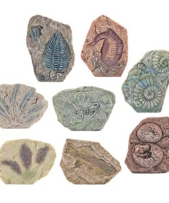Edukacinis paleontologijos kasinėjimų rinkinys – gipsinis blokas ir įrankiai
