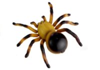 Nuotoliniu pultu valdomas tarantulas