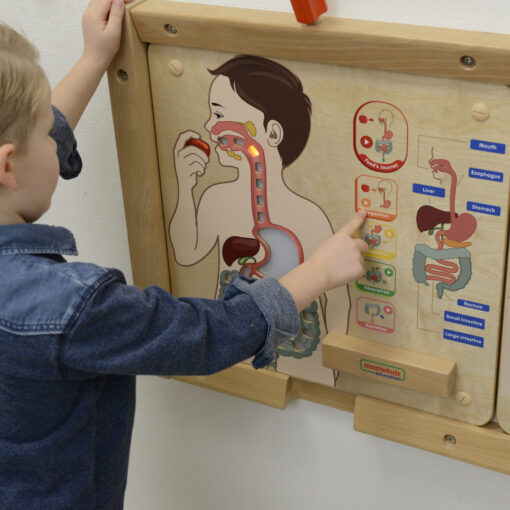 Masterkidz edukacinė lenta „Virškinimo sistema“ su šviesos efektais