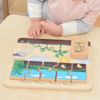 Masterkidz medinė edukacinė lenta – fasolės gyvenimo ciklas