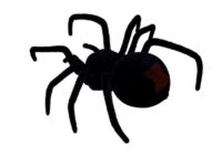 Didelis nuotoliniu būdu valdomas voras „Black Widow“