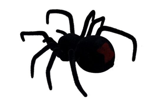 Didelis nuotoliniu būdu valdomas voras „Black Widow“